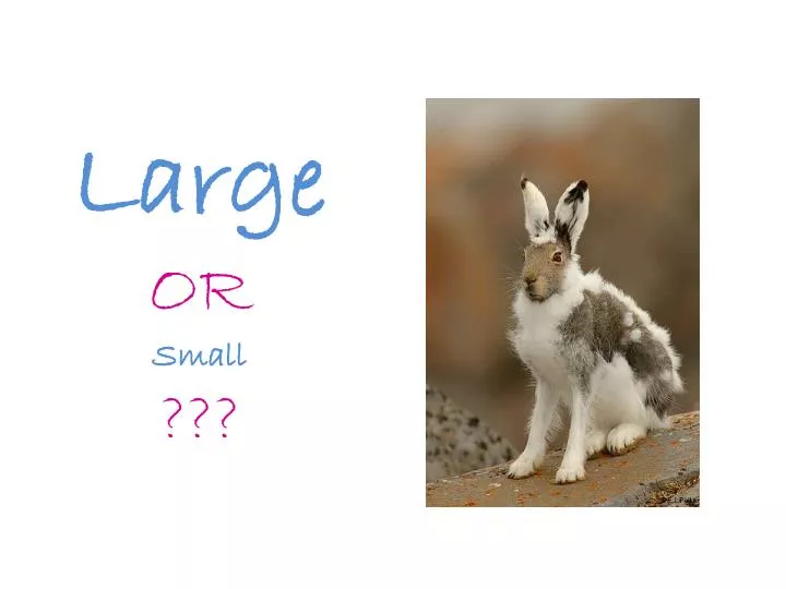 large or small