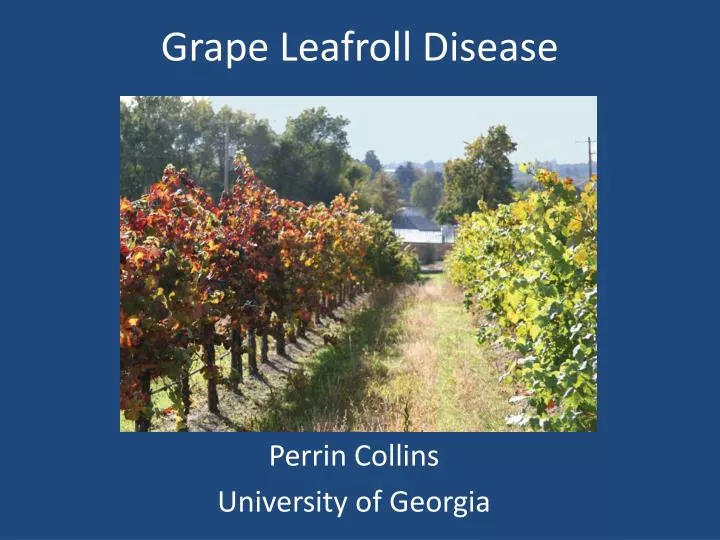 grape leafroll disease
