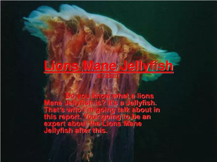 lions mane jellyfish by brett