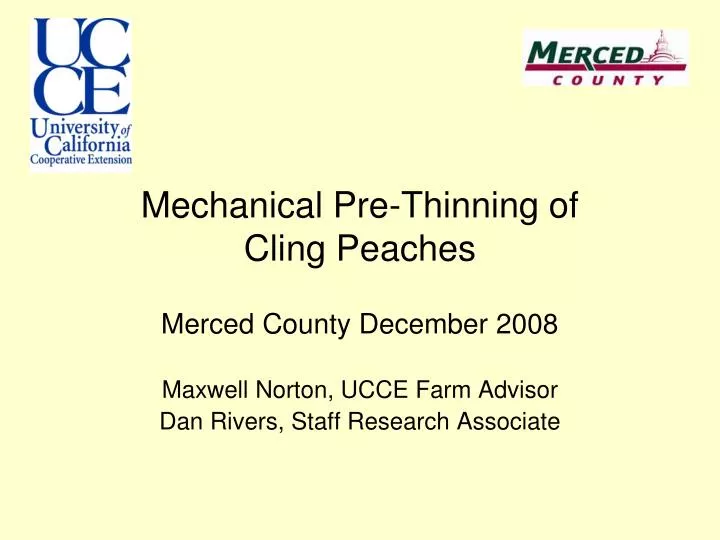 mechanical pre thinning of cling peaches