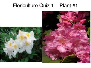 Floriculture Quiz 1 – Plant #1
