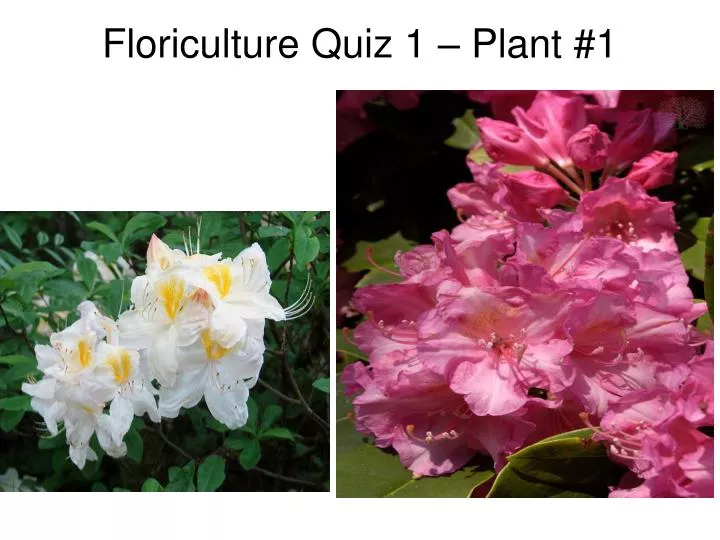 floriculture quiz 1 plant 1