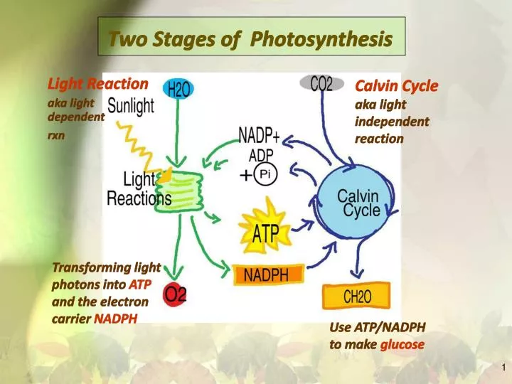inputs and outputs of the two stages of photosynthesis