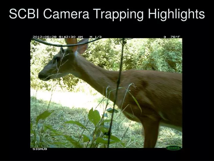 scbi camera trapping highlights