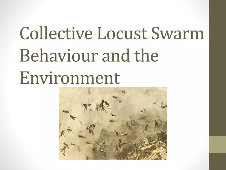 collective locust swarm behaviour and the environment