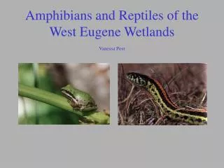 Amphibians and Reptiles of the West Eugene Wetlands Vanessa Post