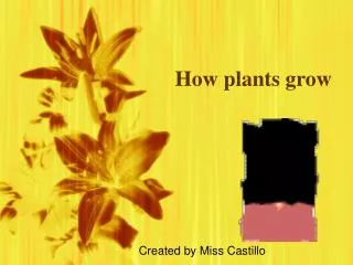 How plants grow