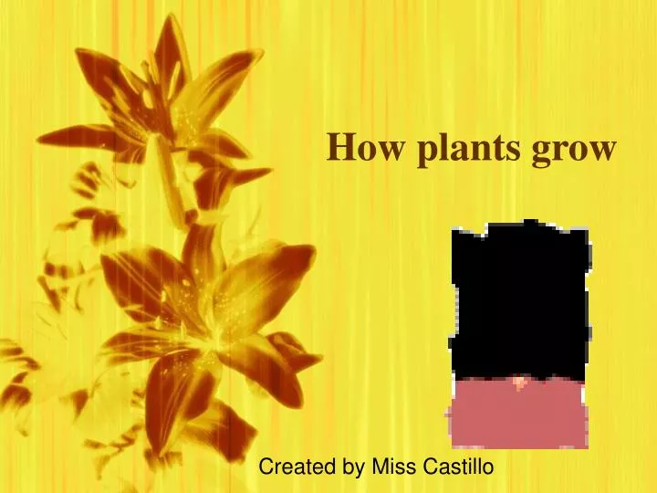 how plants grow