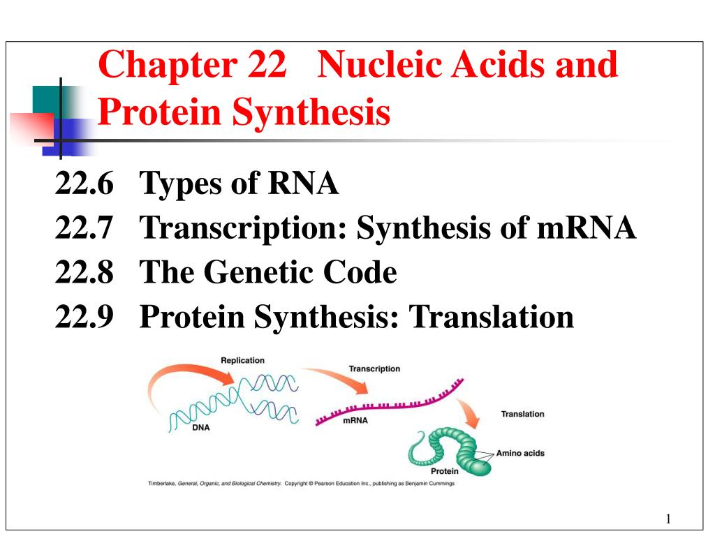 PPT - Chapter 22 Nucleic Acids and Protein Synthesis PowerPoint ...