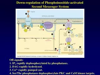 Down-regulation of Phosphoinositide-activated Second Messenger System