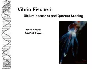 Vibrio Fischeri: