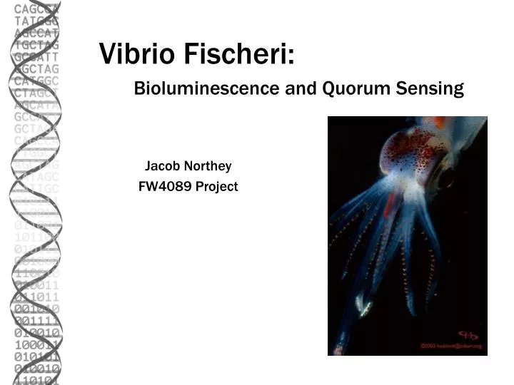 vibrio fischeri