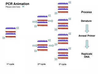 PCR Animation Please click here.