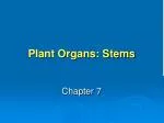 Plant Organs: Stems - slide 1