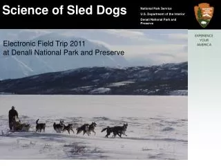 The Science of Denali’s Sled Dogs