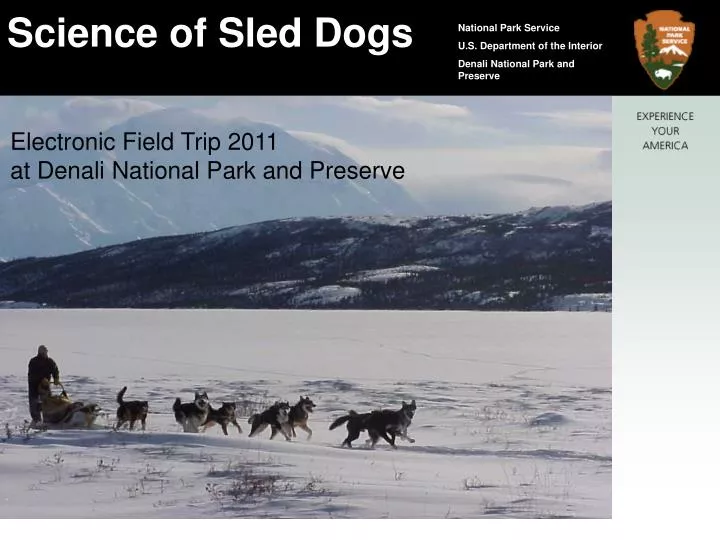 the science of denali s sled dogs