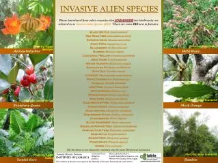 Plants introduced from other countries that ENDANGER our biodiversity are referred to as invasive alien species (IAS).