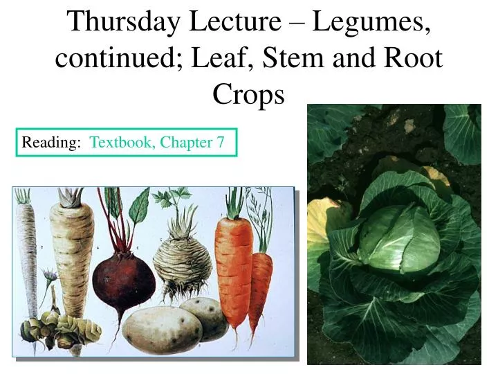 thursday lecture legumes continued leaf stem and root crops