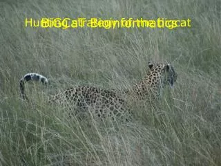 Hunting strategy of the bigcat