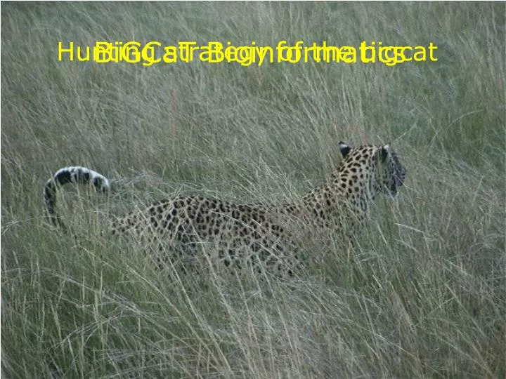 hunting strategy of the bigcat