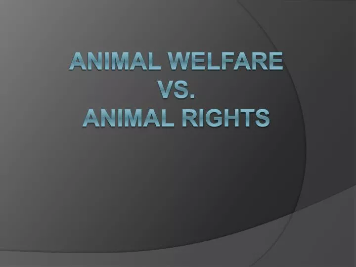 animal welfare vs animal rights