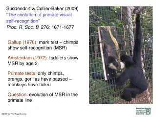 Suddendorf &amp; Collier-Baker (2009) “The evolution of primate visual self-recognition” Proc. R. Soc. B 276: 1671-167