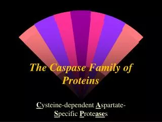 The Caspase Family of Proteins