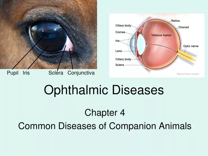 ophthalmic diseases