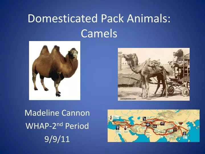 domesticated pack animals camels