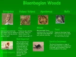 Blaenbaglan Woods