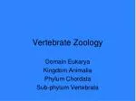 Vertebrate Zoology - slide 1