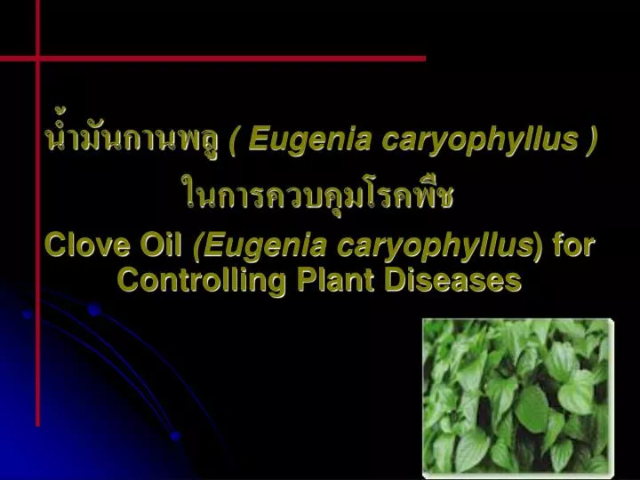 eugenia caryophyllus clove oil eugenia caryophyllus for controlling plant diseases