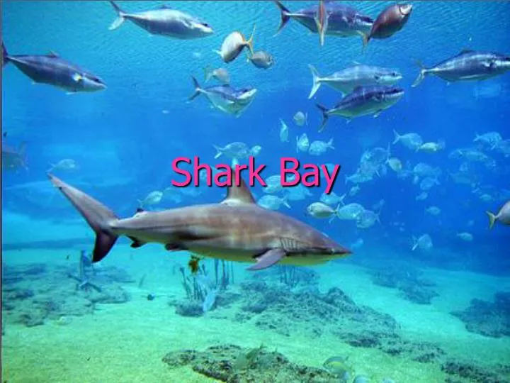 shark bay