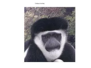 Colobus monkey