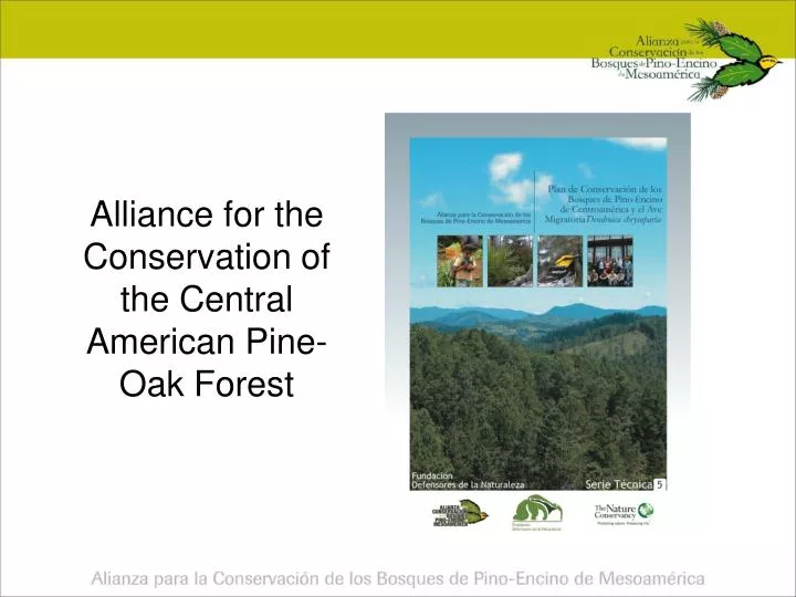 alliance for the conservation of the central american pine oak forest